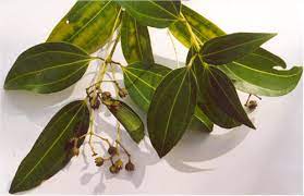 Dalchini (cinnamomum zeylanicum) is an evergreen tropical tree that hardly reaches to height more than 30 feet and is bushy. Cinnamomum Verum Wikipedia