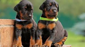 How much do doberman pinscher puppies cost? Doberman Pinscher Puppies For Sale Greenfield Puppies