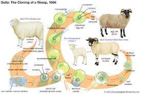 Dolly helpers will remove and haul away your junk. Dolly Cloned Sheep Britannica