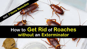 Through its unique research regarding men's body odor, mandom has discovered a third odor distinctive to men in we also decided to evaluate the smell of pillows since the odor produced from the head was strong. 8 Super Simple Ways To Get Rid Of Roaches Without An Exterminator