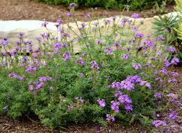 Image result for Verbena × teasii