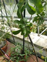 Image result for Kedrostis africana