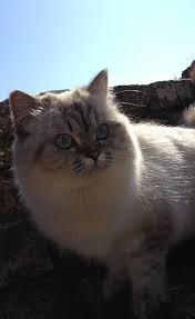 british longhair femelle seal tabby point cat chat britishlonghair animal cats animals tabby