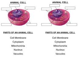Check spelling or type a new query. Animal Cell Quiz By Becca Campbell Teachers Pay Teachers