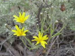 Image result for Crepis urundica