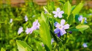 Image result for Freylinia