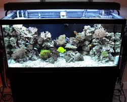Aquascaping doesnt mean spending months carefully crafting a work of art unless you want it to. Creating An Aquascape And Choosing Fish Ratemyfishtank Com