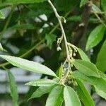 Image result for Kiggelaria africana