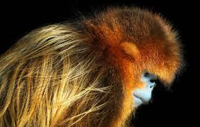 Resultado de imagen de fotos de animales en peligro de extinción