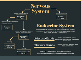 ap psychology 2 the nervous endocrine system diagram quizlet fluent forever flashcards