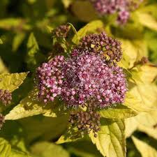 Image result for spirea japonica gold princess