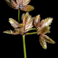 Image result for Cyperus tenuiculmis