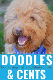 Totaling up the basic costs: How Much Are Goldendoodles The Doodles And Cents Behind A Goldendoodle S Cost Happy Go Doodle