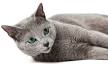 582 Best Russian Blue Cat images | Russian blue, Blue cats ...