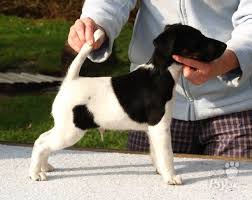 Image result for foxteriér hladkosrstý