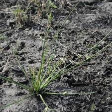 Image result for Schoenoplectiella roylei