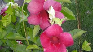 Check spelling or type a new query. Old Garden Favourites Flourish With A Little Bit Of Care The Courier Mail