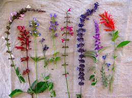 Fall Salvia Salvia Flower Garden Plants Salvia Garden