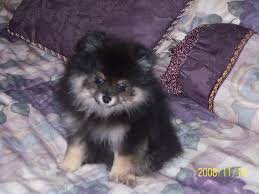 Pin On Just Pomeranian Puppy Pics