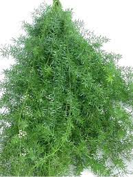 Springri Or Asparagus Fern Asparagus Fern Ornamental Plants Ferns Garden
