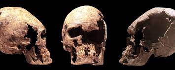 Skullture A History Of People Reshaping Their Heads