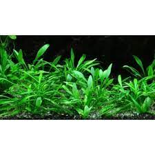 Криптокорина мелкая, криптокорина карликовая, криптокорина парва (cryptocoryne parva). Cryptocoryne Parva