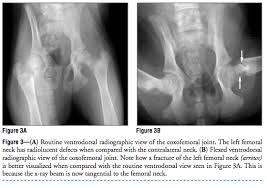 Branches of the internal iliac artery. Additional Radiographic Views Of The Pelvis And Pelvic Limb In Dogs Vetfolio
