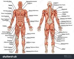 Image Result For Muscle Diagram Of Male Body Human Body