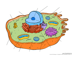 Read the text and answer the questions online. Printable Animal Cell Diagram Labeled Unlabeled And Blank