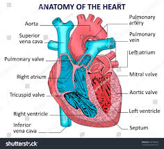 Human Internal Diagram Koibana Info Human Heart Anatomy Heart Anatomy Human Anatomy Picture