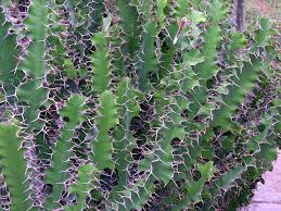Image result for Euphorbia espinosa