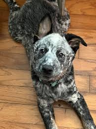 Gosh. It's only been 7 days since this little guy has joined my family of 5  but I can say I love him as if he was one of my kids 🥰