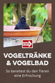 Vogeltranke Und Vogelbad Aufstellen So Bereitest Du Den Tieren Eine Erfrischung Utopia De Vogelbad Vogelbad Garten Diy Vogelbad