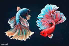 Download Premium Illustration Of Betta Fishes On A Midnight Blue Betta Fish Betta Tropical Illustration