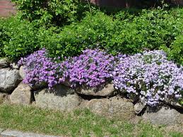 Kostenlose lieferung für viele artikel! Teppich Flammenblume Purple Beauty Beste Sorten Stauden Wissen