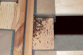 Image result for bed bugs droppings