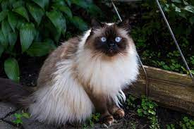 Are Himalayan Cats Hypoallergenic Excited Cats