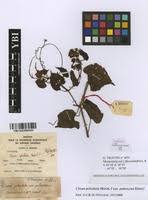 Image result for Cissus petiolata