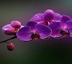 Orchid Purple Spring Flowers Orchids Orchid Flower