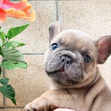 It's true that this coat color isn't rare for other dog breeds but for frenchies it is. Blue Fawn Baby Frenchie Puppy Bulldog Puppies Frenchie Puppy Blue Fawn French Bulldog