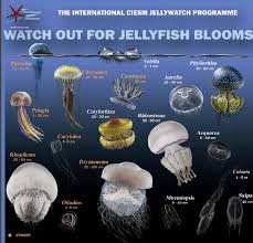 pin by adilen torres on bento box ideas jellyfish species