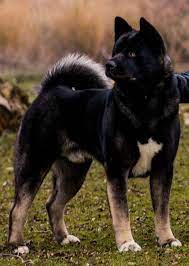 stunning american akita chien akita chiots akita akita