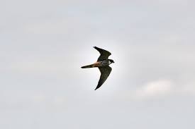 Nikon D500 + Tamron SP 150-600mm F5-6.3 Di VC USD sample photos