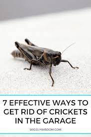 We did not find results for: 7 Effective Ways To Get Rid Of Crickets In The Garage Wigglywisdom Com