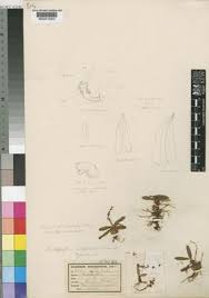 Image result for Bulbophyllum oreonastes