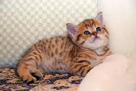 Bri Ny 24 Black Golden Spotted Color Of British Cats Rem Glorious Sunray Cats Cats And Kittens Buy A Kitten