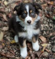 Black And Tan Australian Shepherd Puppies Australian Shepherd I Need One Of These So Cute Australian Shepherd Puppy Shepherd Puppies Dogs And Puppies