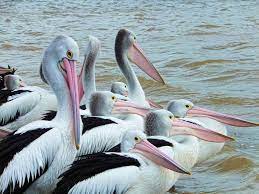 They have totipalmate feet, which means that on each foot, there's webbing that connects all four toes. Pelicans Wild Animals News Facts By World Animal Foundation