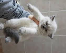 Scottish Fold Antalya Alanya Fiyatlari Ikinci El Sifir Kiralik Ilanlar