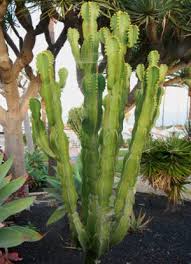 Image result for Euphorbia candelabrum